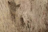 Polished Petrified Wood (Oak) Slab - Swartz Canyon, Oregon #248639-1